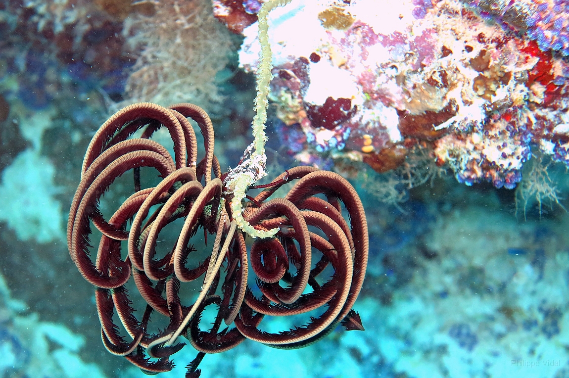IMG_0861rf_Maldives_Madoogali_Plongee 9_House reef north_Crinoide.jpg